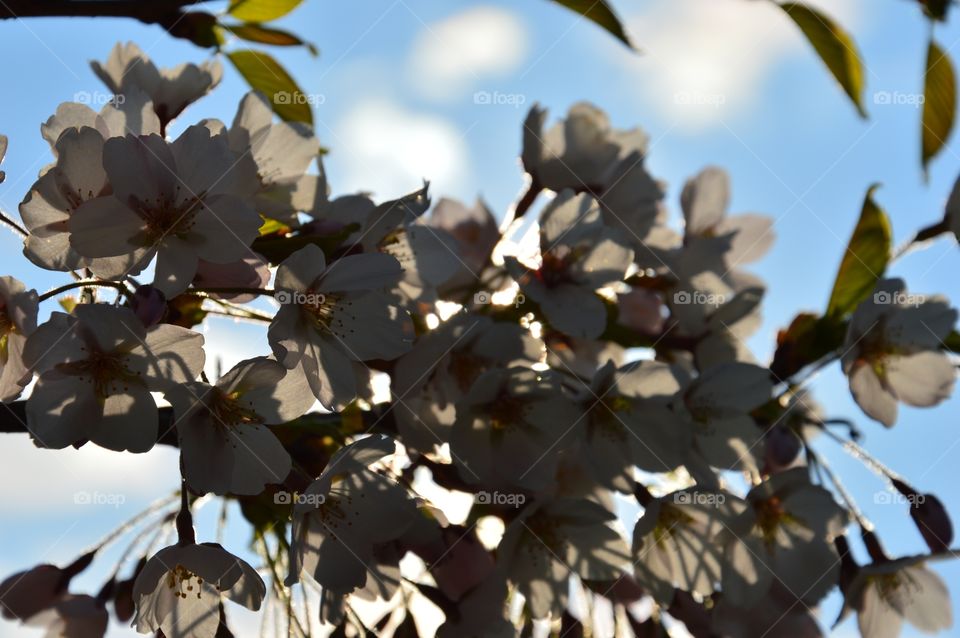 blossom against sun