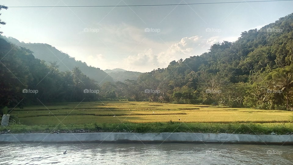 rice field