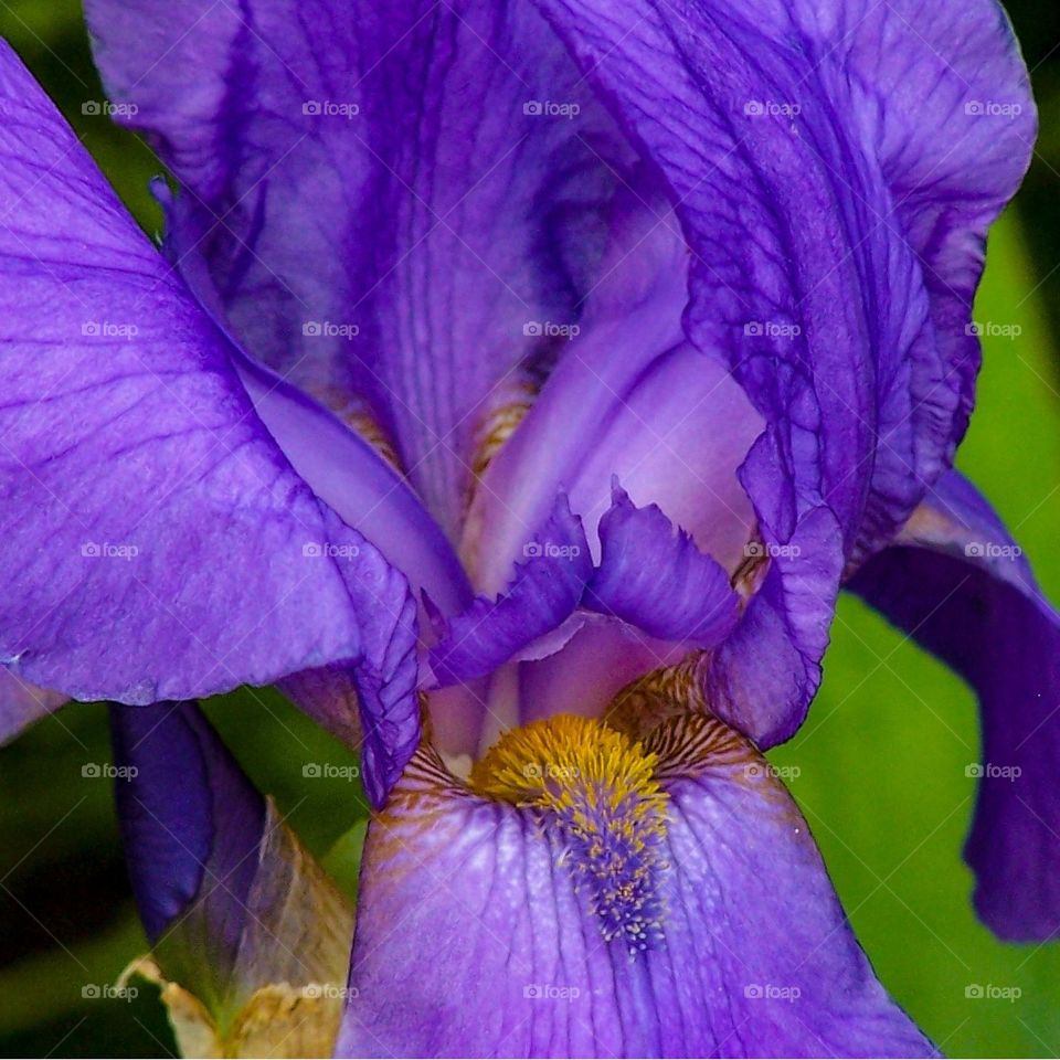 purple Iris close-up