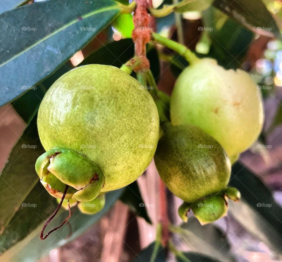 Our rose apple tree is beautiful. The little rose apples are growing. Take care of nature and it will give us good fruits. / Nosso jambeiro está bonito. Os pequenos jambos estão crescendo. Cuide da natureza e ela nos devolve bons frutos. 