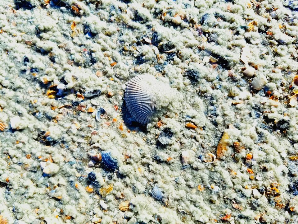 Scattered Treasures on the Beach