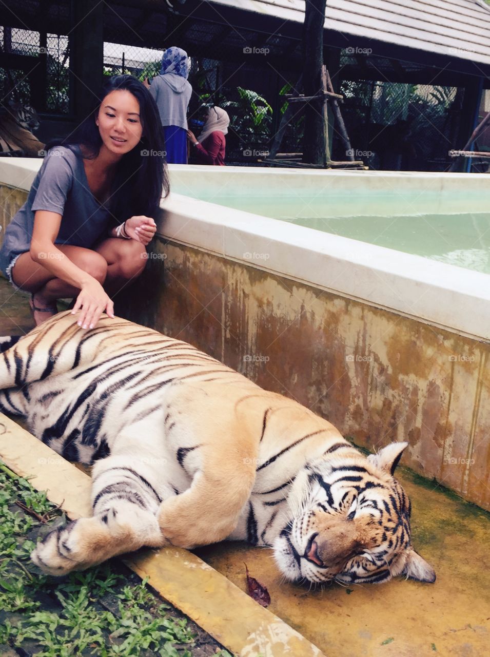 Asian woman stroking sleeping tiger