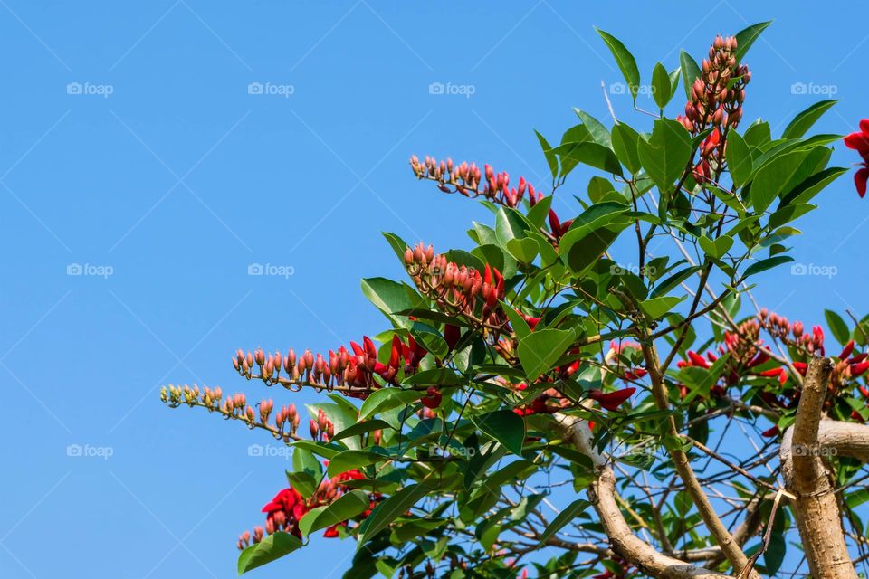 bright red color flowering tree