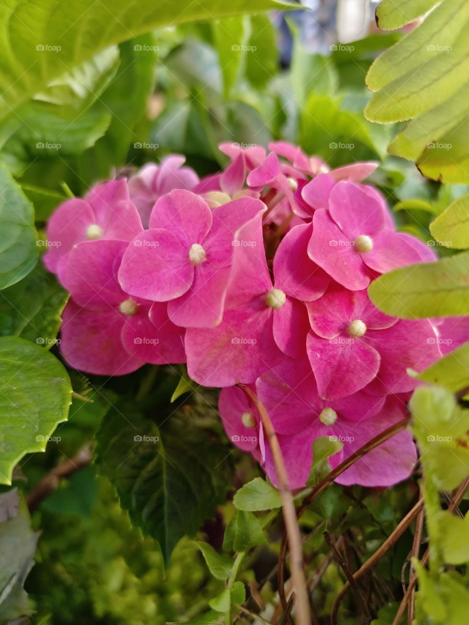 The pink flowers