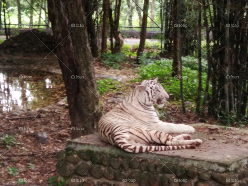 Tiger on resting platform