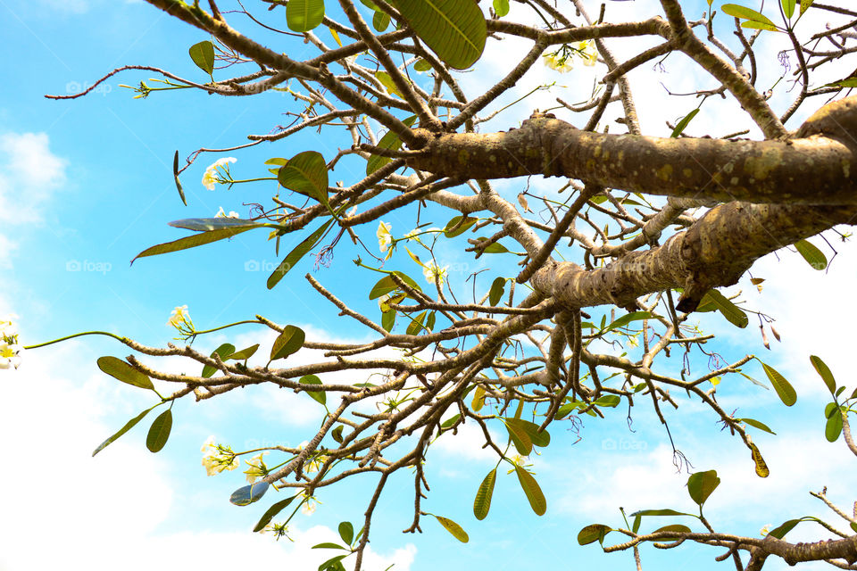 A beaty in a branches of tree!