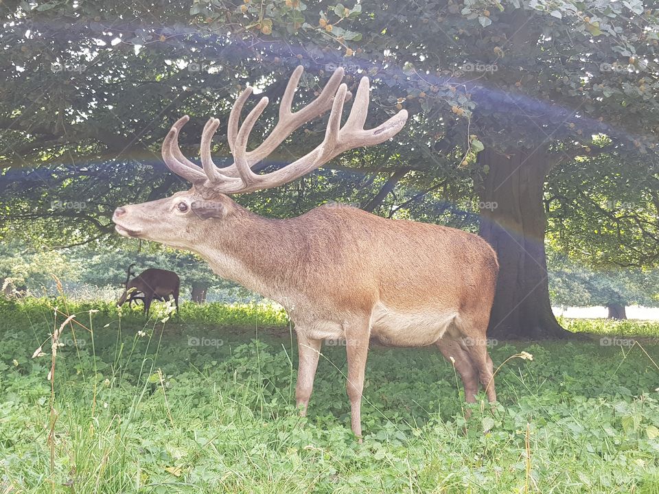 deer at wollaton park