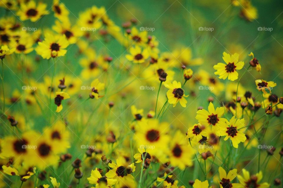 coreopsis