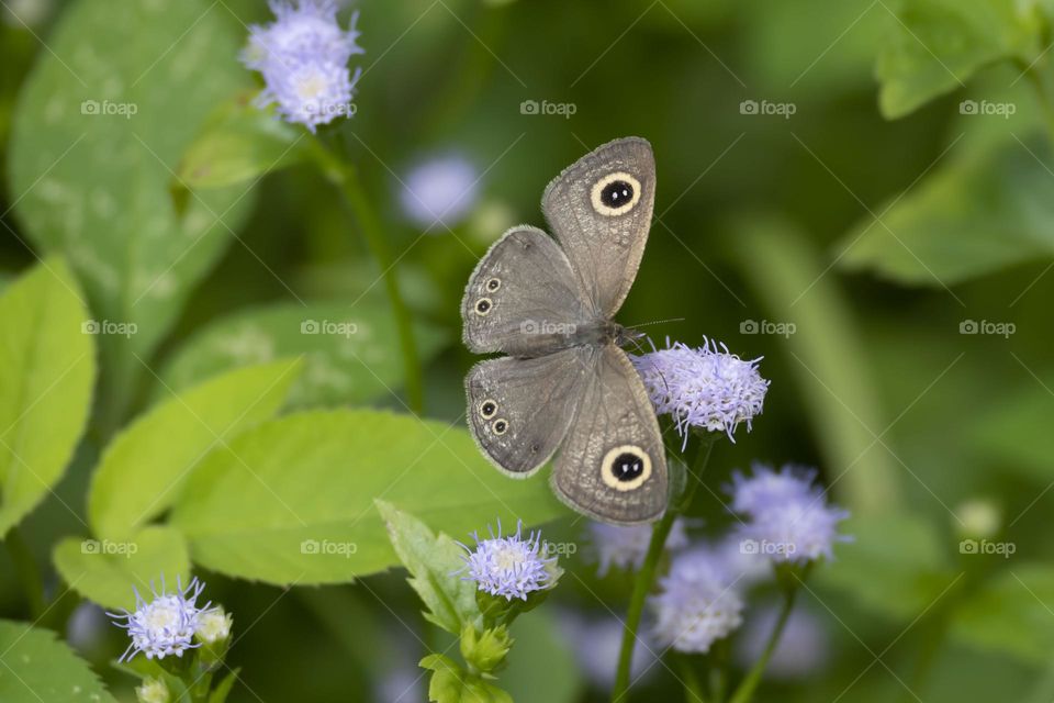 Ring Butterfly on Lavendar Babybreath Flowers