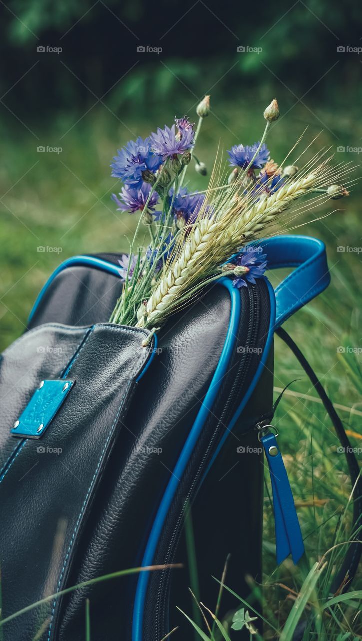 cornflower