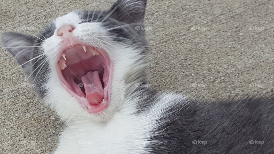 cat yawning