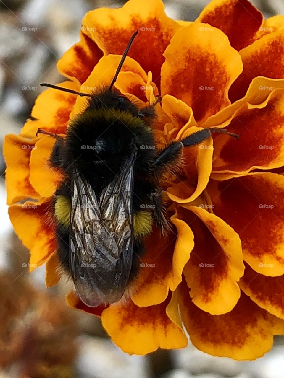 Bumble bee on marigold 
