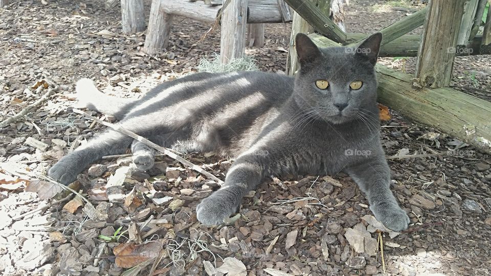 An outdoors farm cat lounging on the ground.