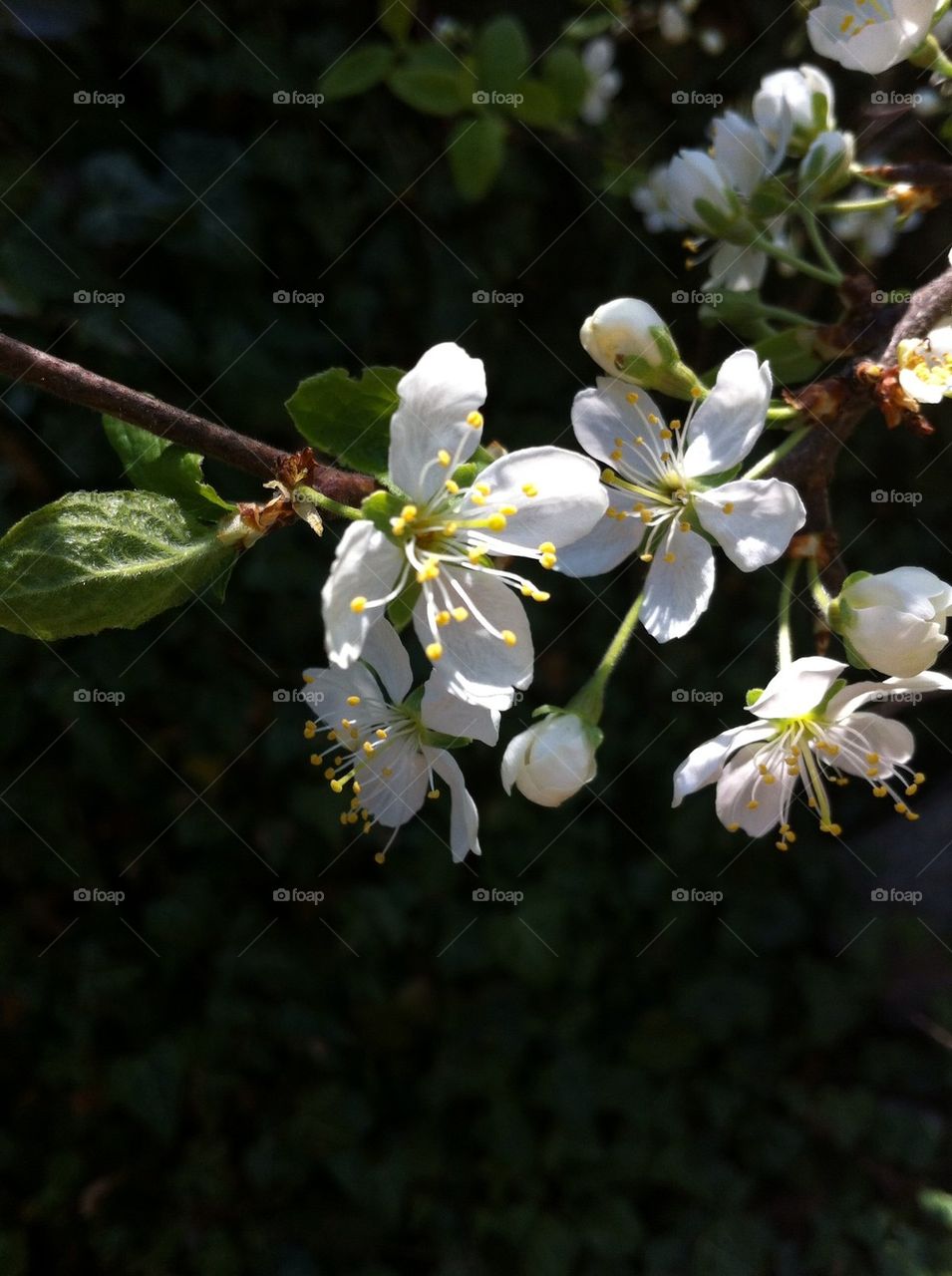 Twig with plum blossom in spring.