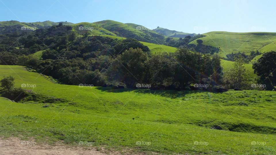 Oak woods on green hills. Green grass and trees on hills