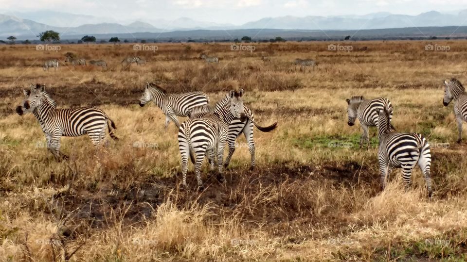 Zebras Mikumi