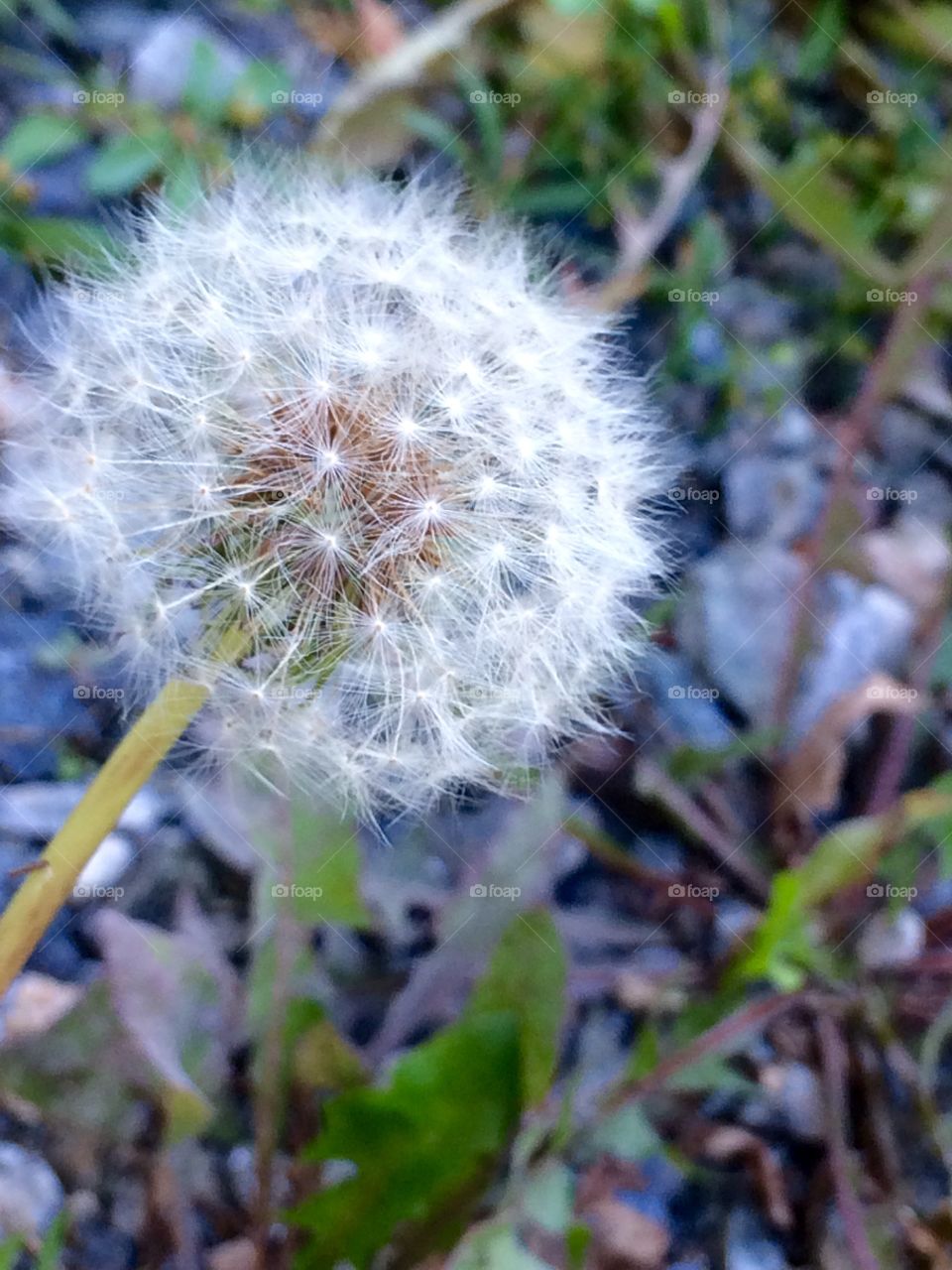 Dandelion
