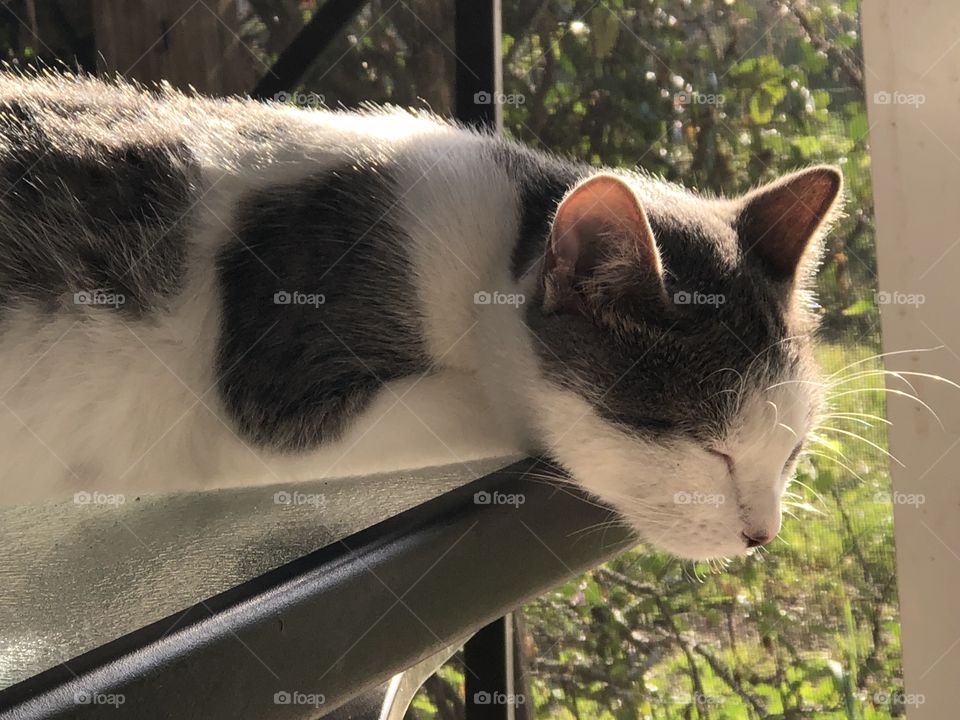 Cat taking a nap in the sun
