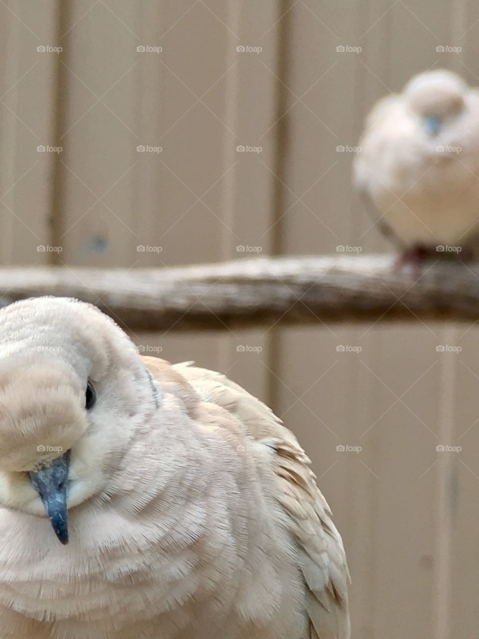 Ring necked  dove bird  closeup foreground, perched dove in blurred background 