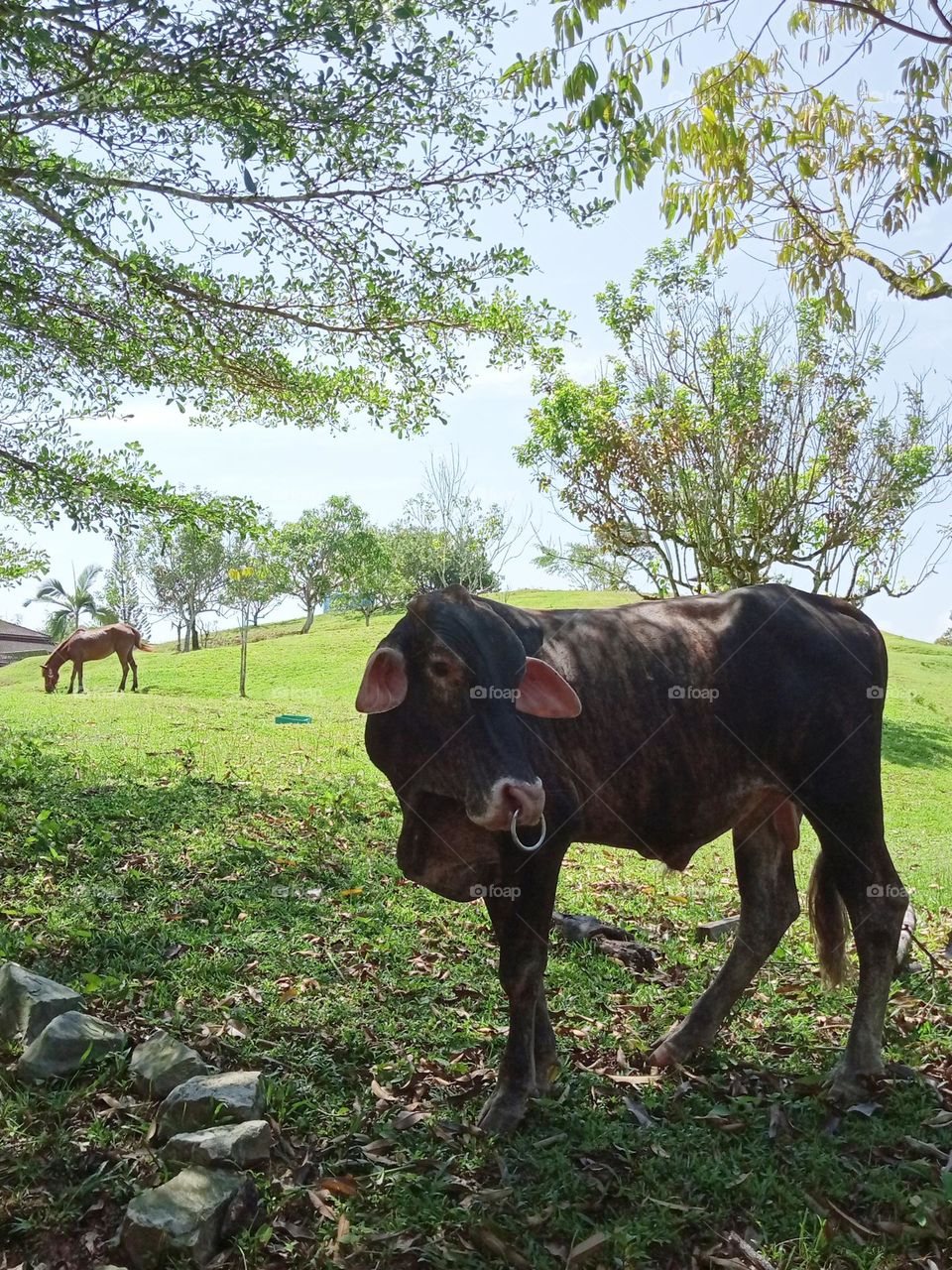 Cow and horse in the farm