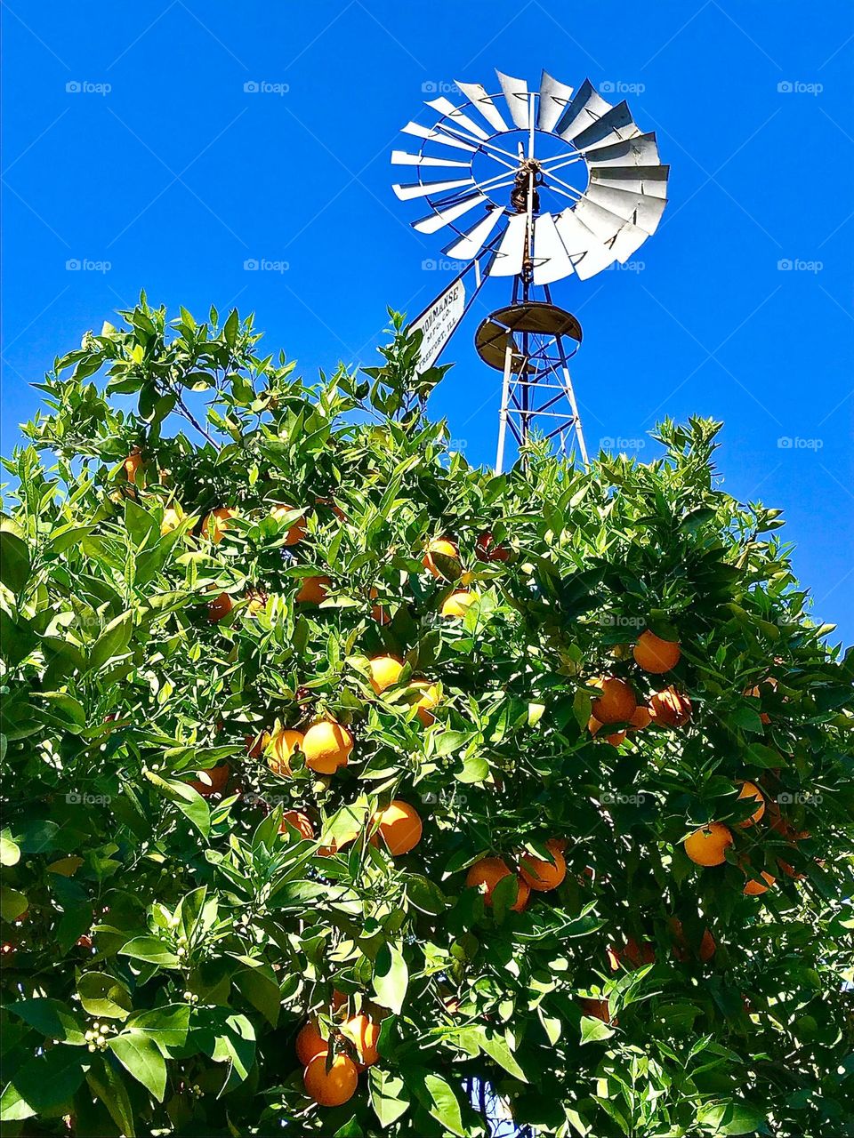 Orange Grove Windmill