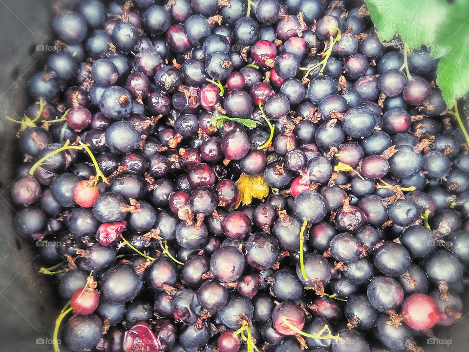 black currant berries