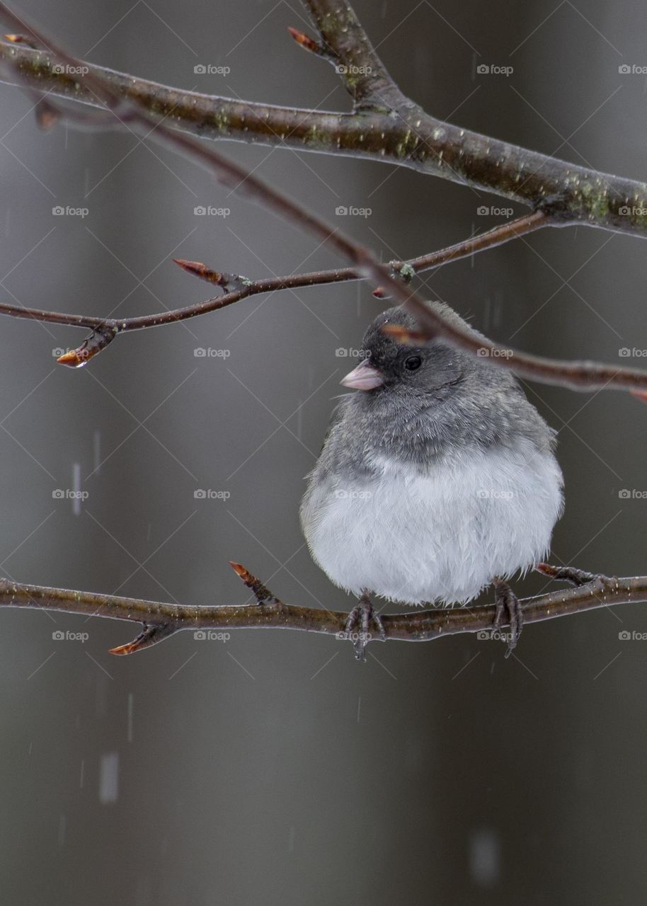 Dark-eyed Junco perched on a rainy day
