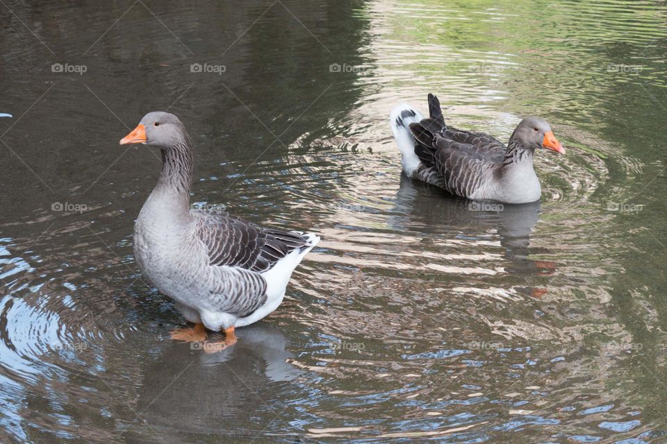 Pair of grey geese in the water. One swimming, one standing by.