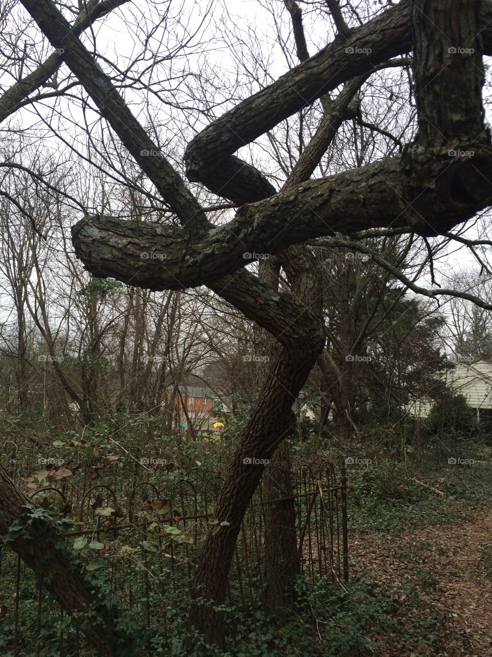 Tree, Wood, No Person, Landscape, Environment