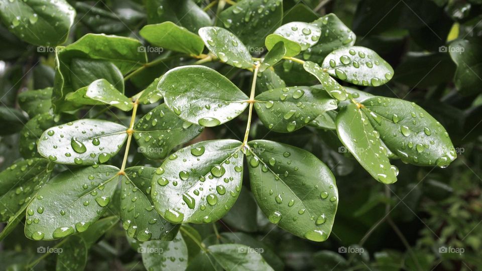 Raindrops on green leaves