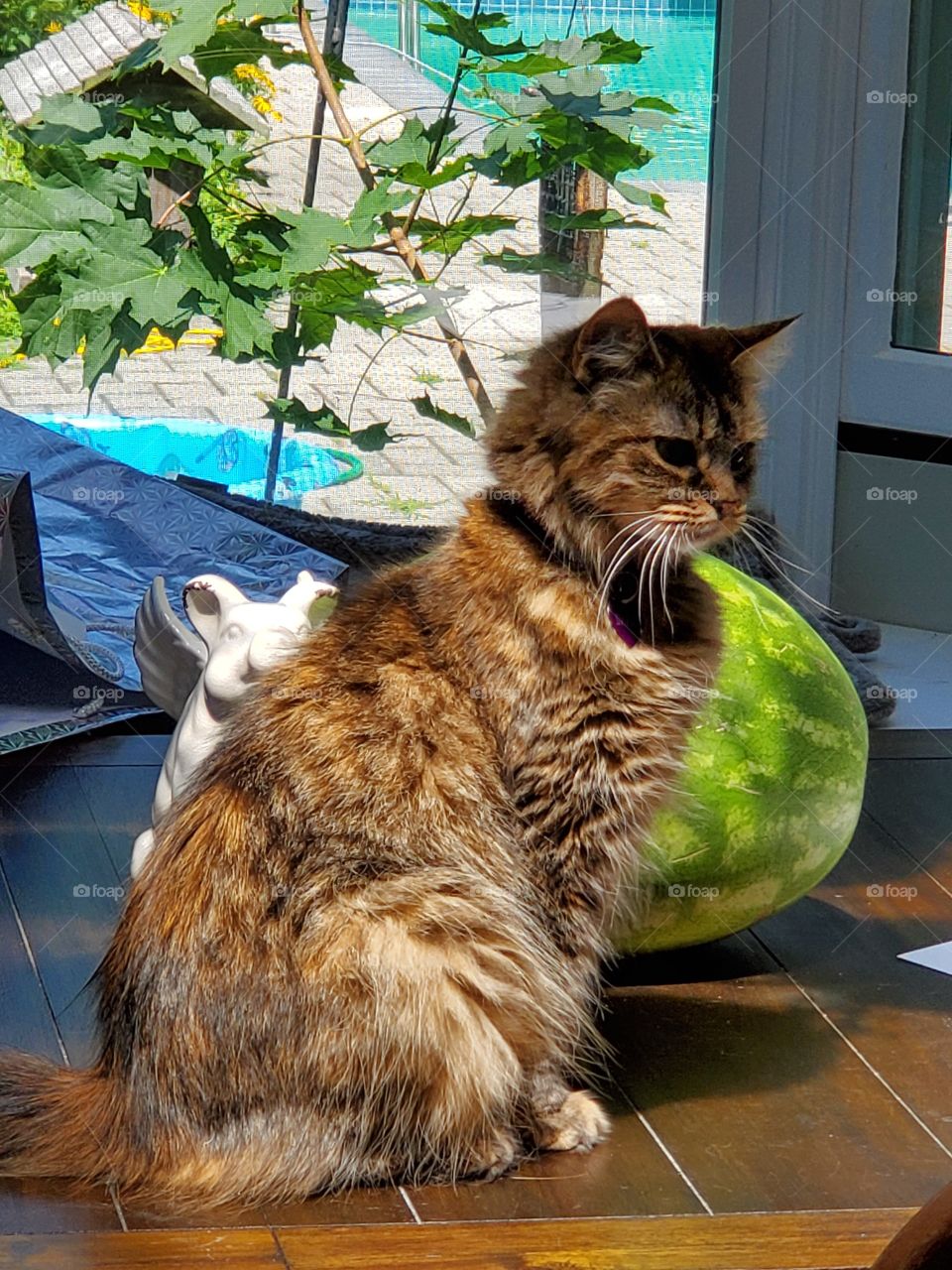 Cat watermelon pig statue