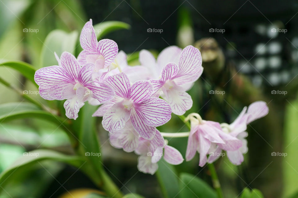 beautiful orchid