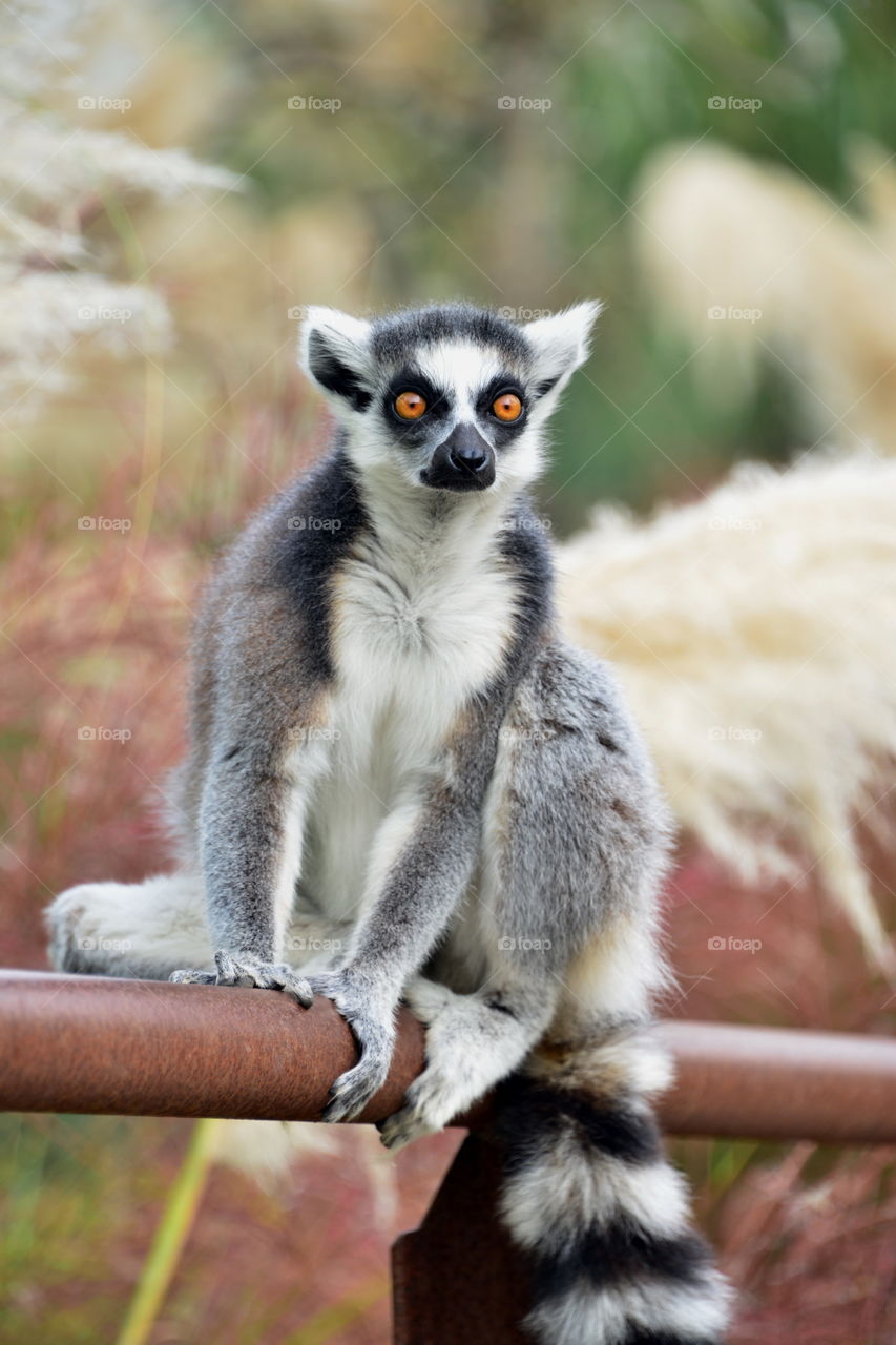 Portrait of lemur