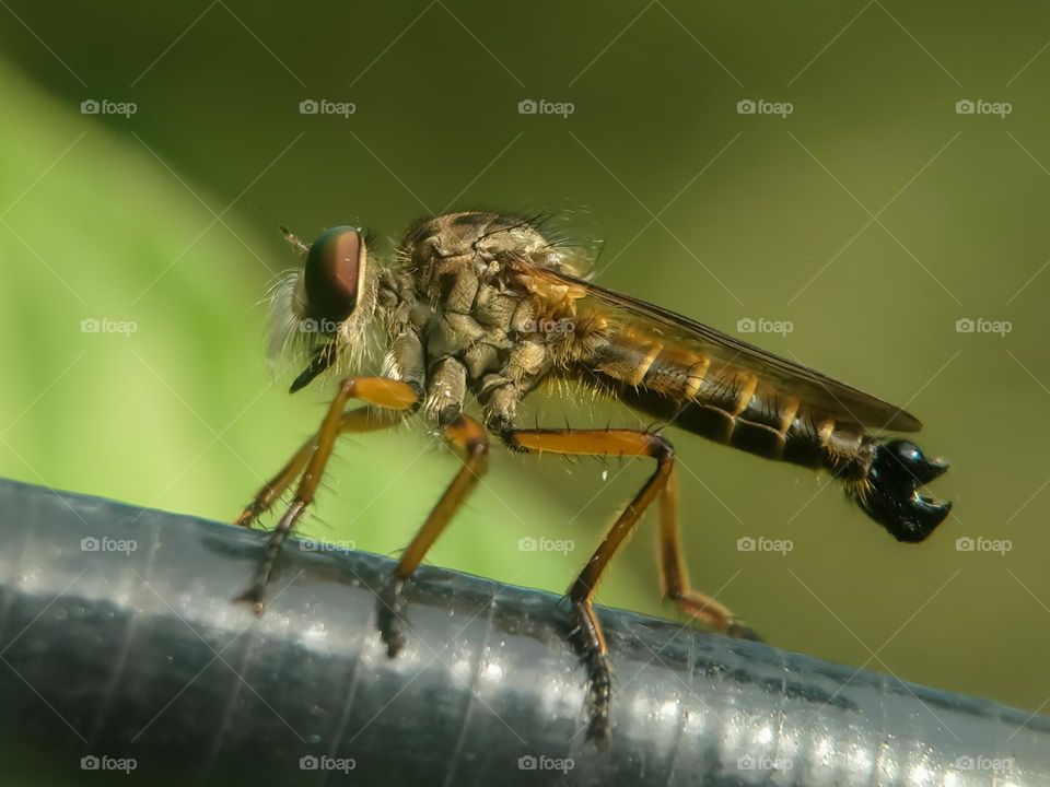 Robber Fly