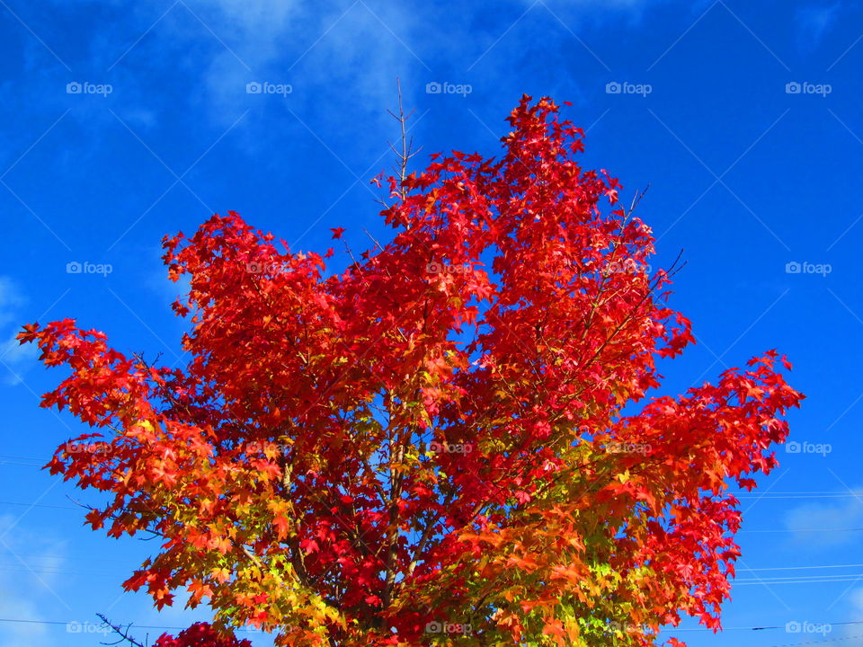 Close-up of autumn tree against blue sky