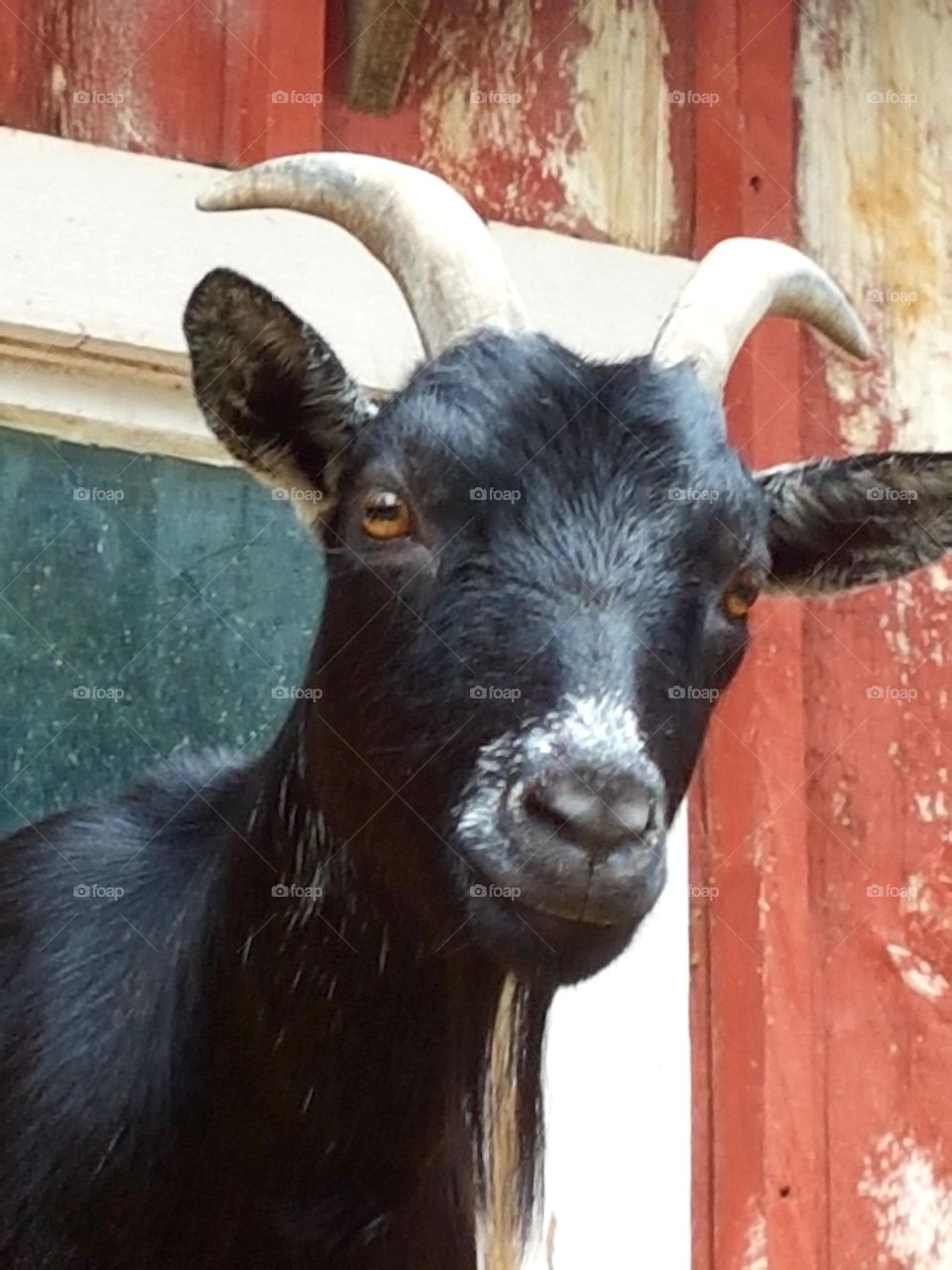 Adorable goat!!