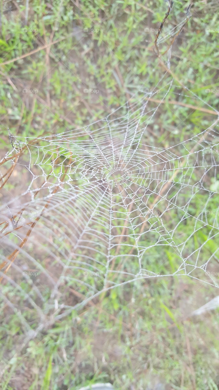 web