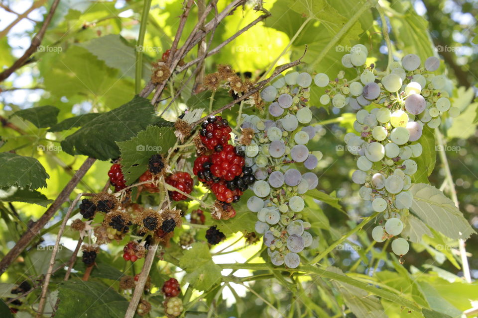 Nature's wild sweetness