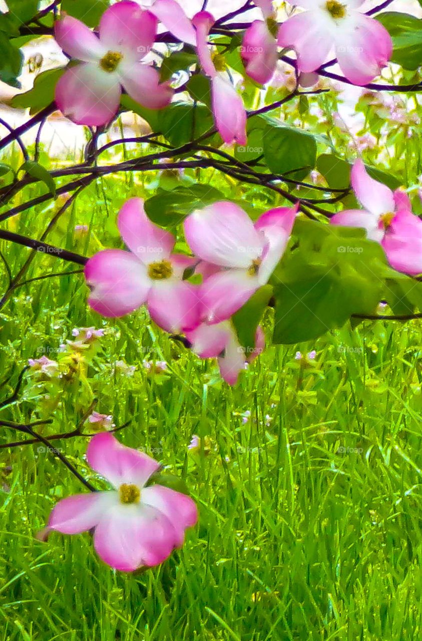 Pink and white flowers on branch