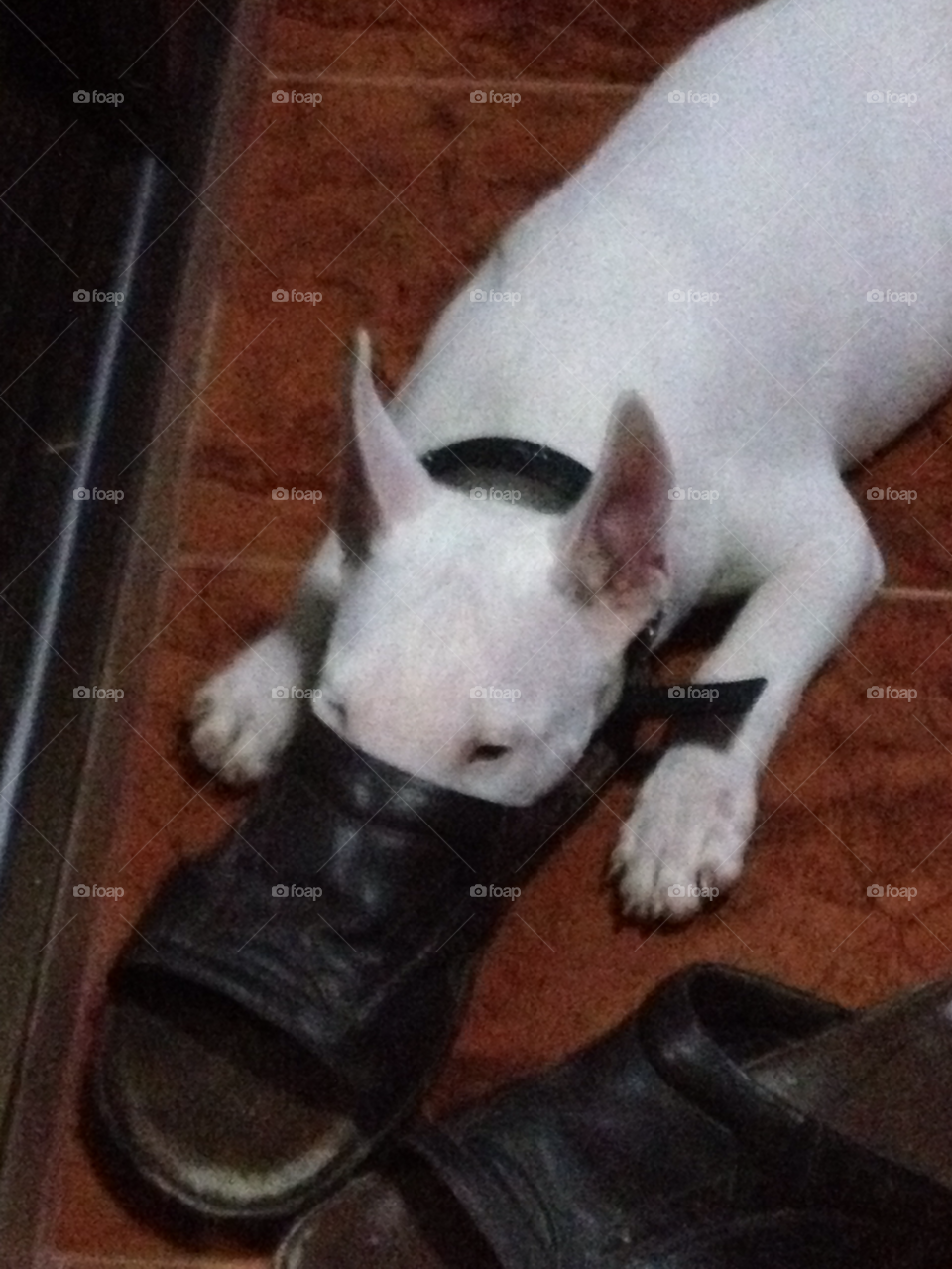 thailand puppy shoe smelling by Terry