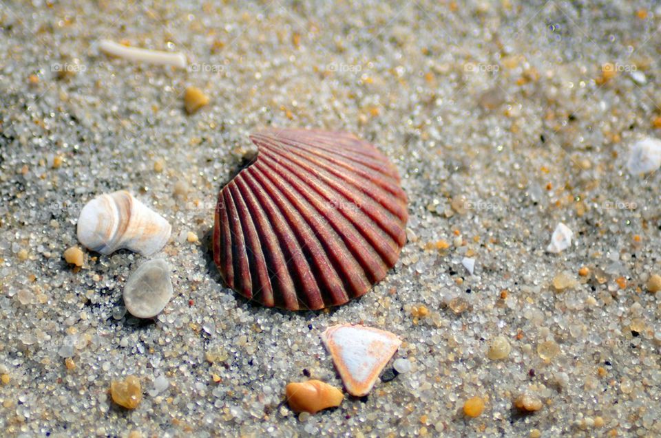 Seashells on the Beach