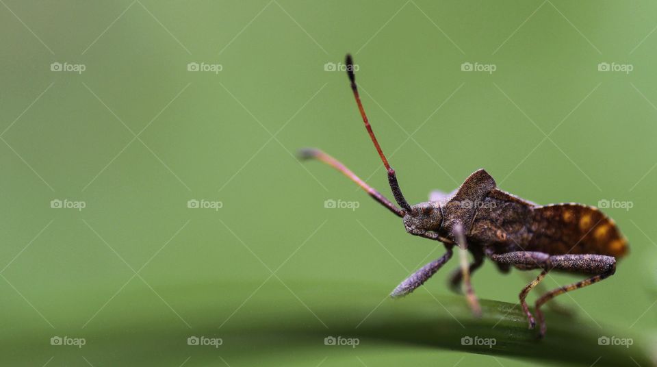 Mr Bug
