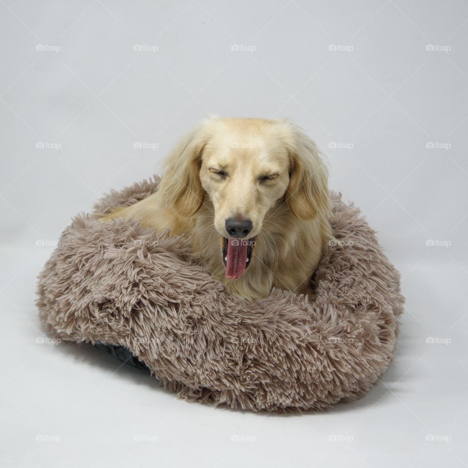 Remy the Dachshund yawning in his new plush bed