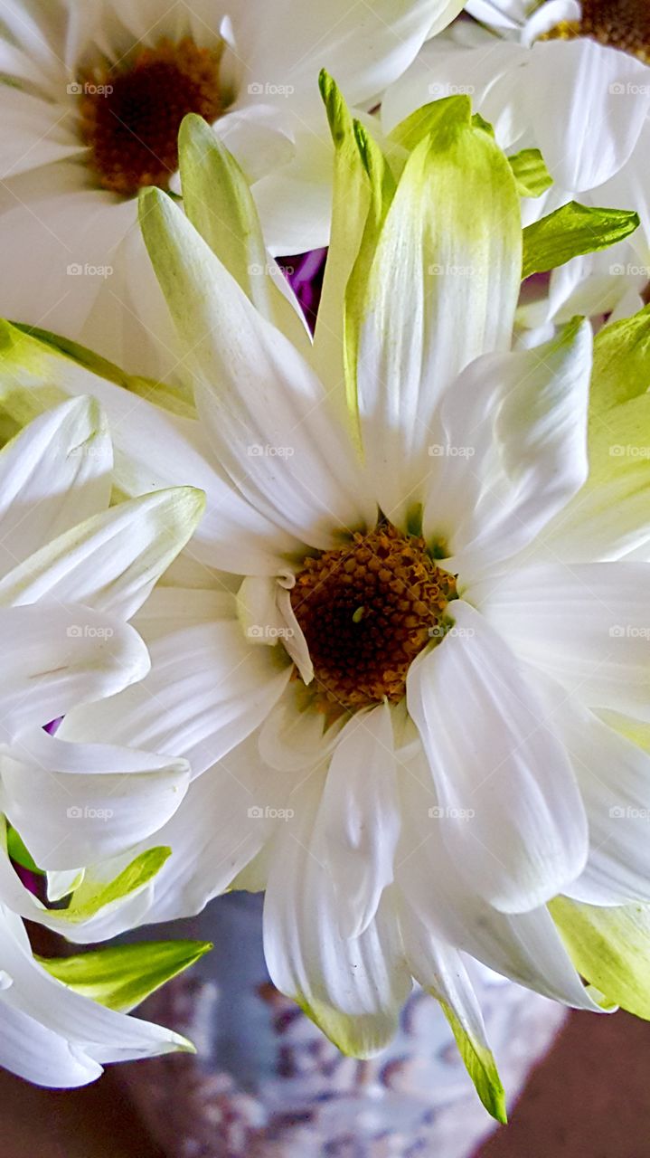 Large white flower