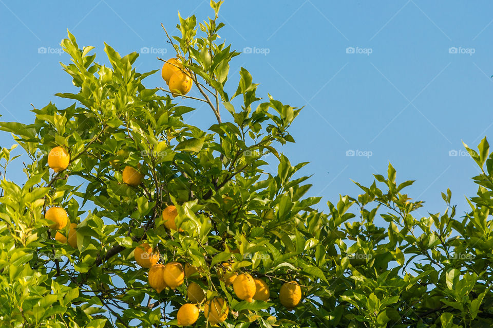 Lemon tree full of lemons