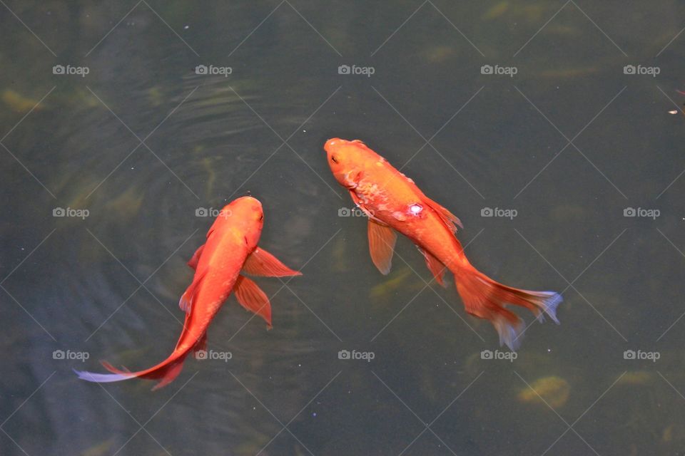 Two gold fish in a gray pond 