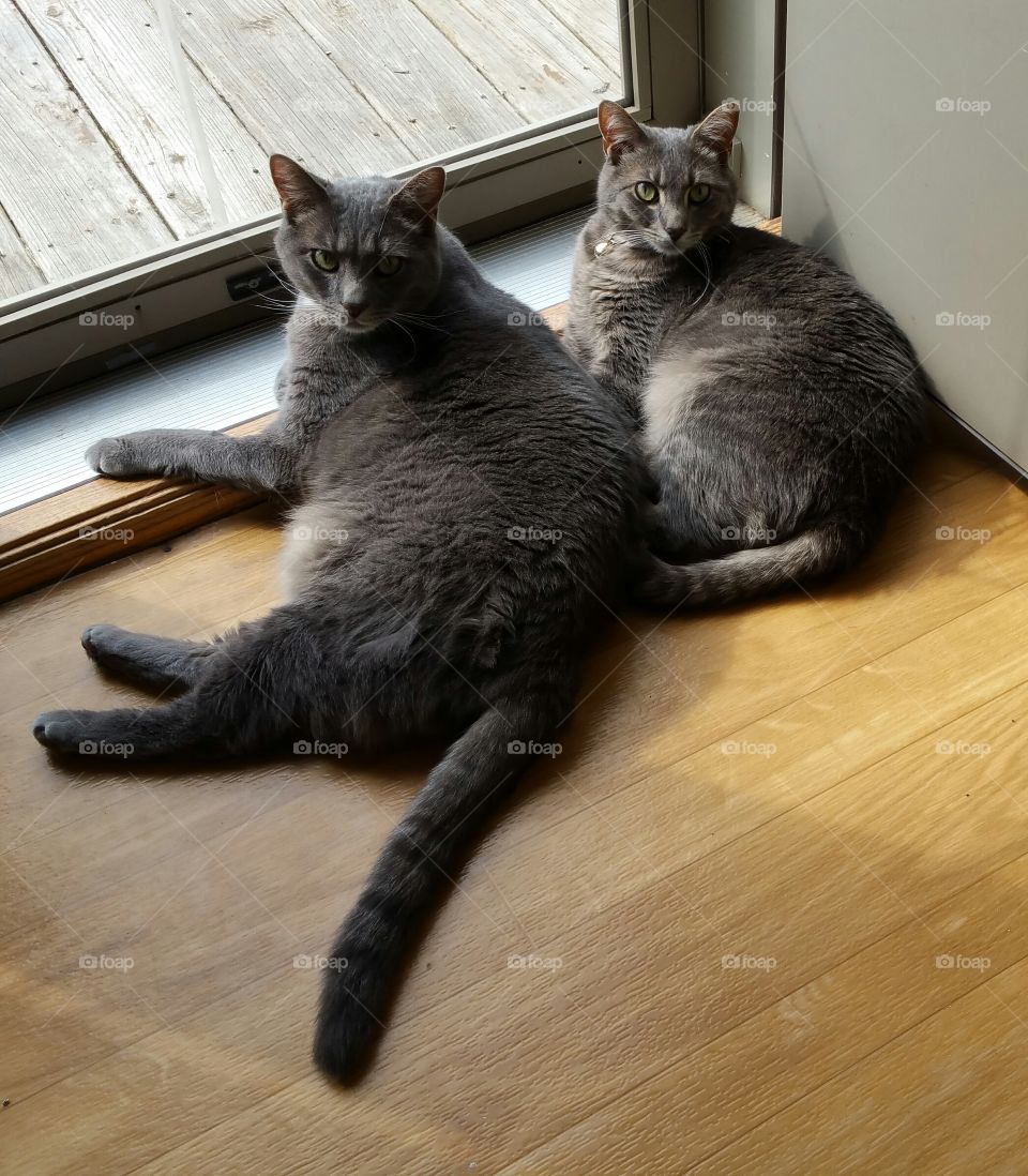 Cat siblings