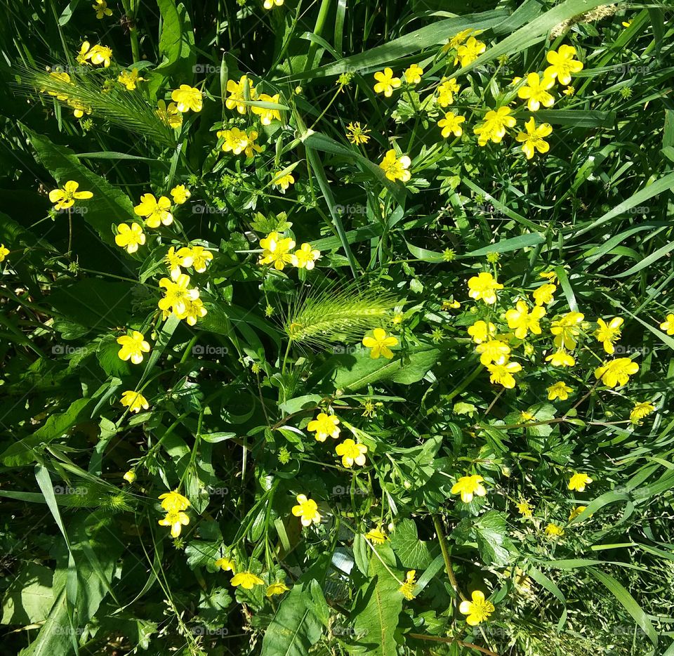 Little yellow flowers