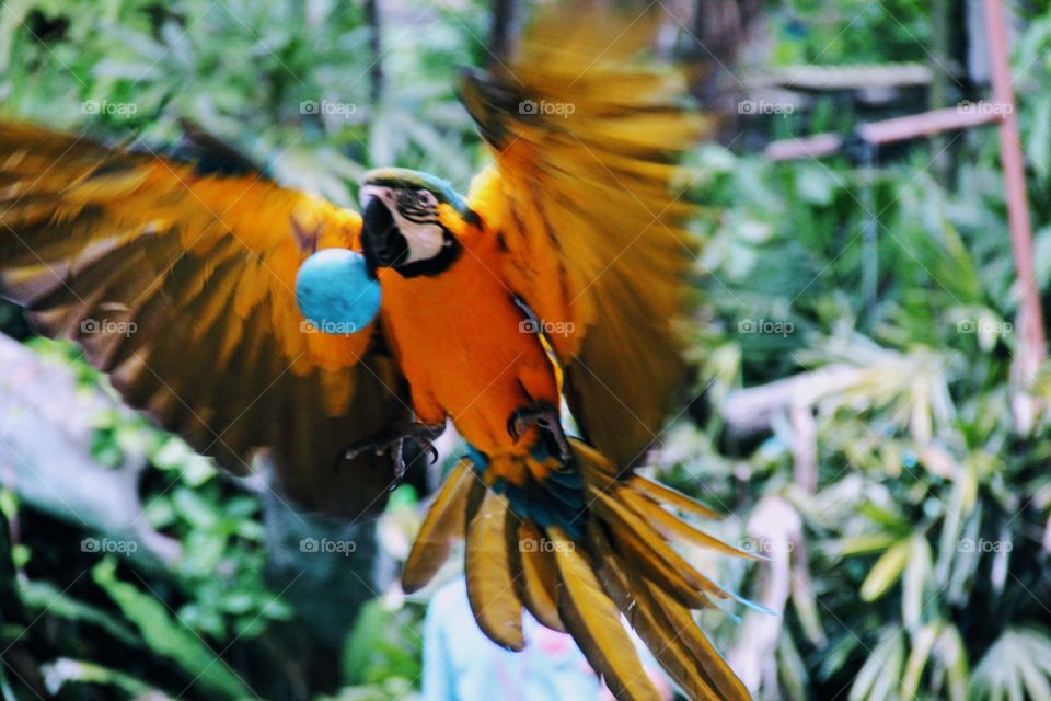 Parrot Brought a small ball