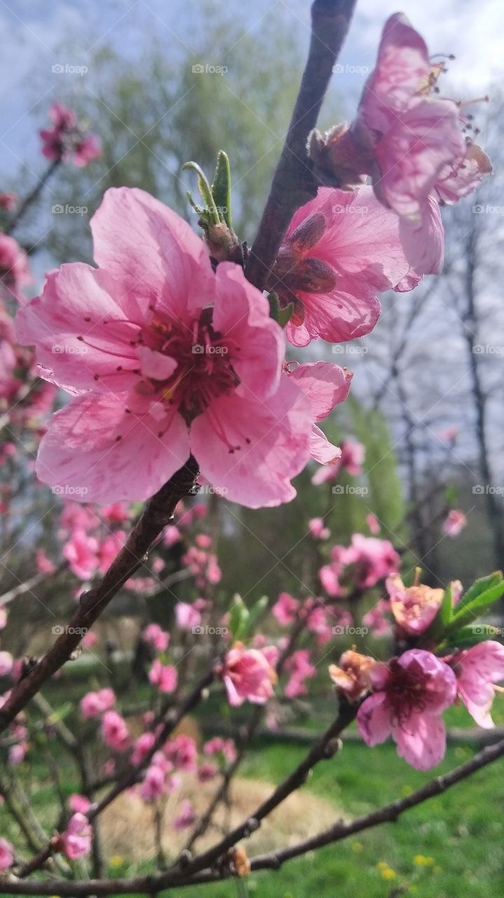 peach blossom